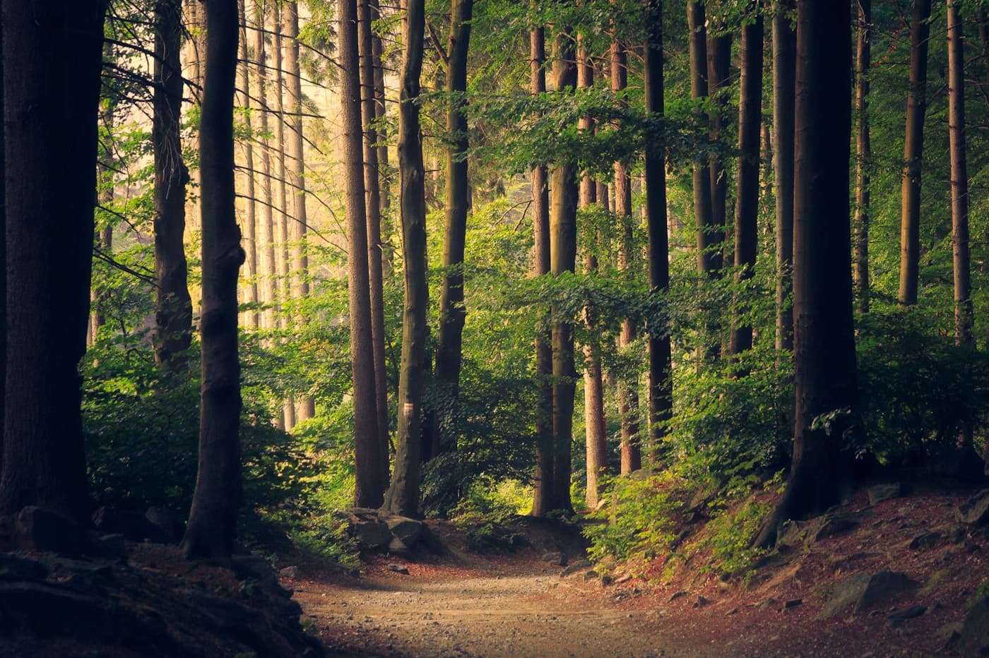 Family Nature Walks